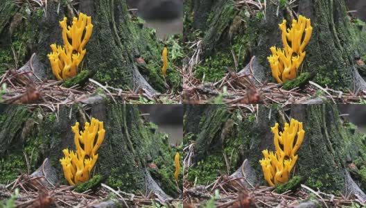 野生森林黄色蘑菇黄(珊瑚)。采摘蘑菇。高清在线视频素材下载
