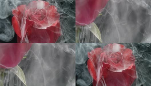 慢动作白色油漆滴入红玫瑰花黑色背景高清在线视频素材下载