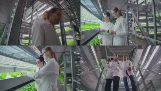 现代农场种植未来的有机产品。两名男子手里拿着平板电脑走下垂直农场的楼梯，两名妇女在检查生产产品的样品高清在线视频素材下载