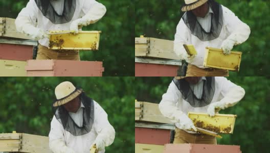 一个白种养蜂人在他的30岁戴着养蜂帽，面纱，和手套温和地从一个蜂巢框架使用刷子在户外移除蜜蜂高清在线视频素材下载