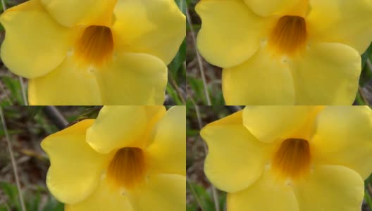 金色喇叭的特写，Allamanda Flower。高清在线视频素材下载