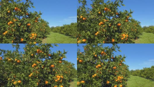 橘园高清在线视频素材下载