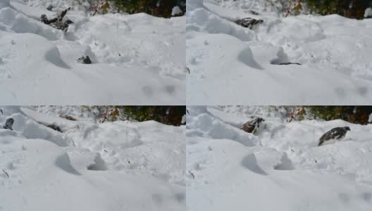岩雷鸟觅食与有趣的雪山高清在线视频素材下载