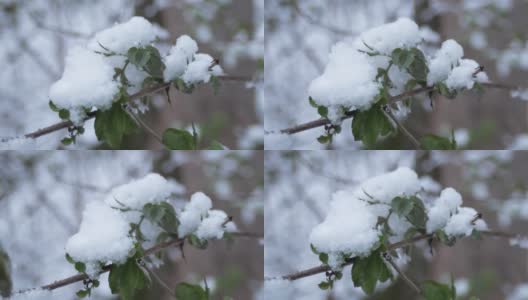 绿叶，在春雪下发芽，在阴天。植物在雪下发芽。高清在线视频素材下载