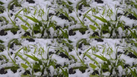 绿油油的草地上覆盖着一层雪，在春季降雪期间特写。高清在线视频素材下载