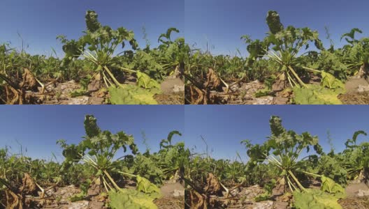 成熟的甜菜根在地里准备收获高清在线视频素材下载