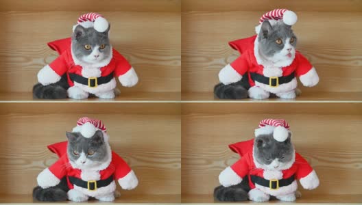 英国短毛猫穿着圣诞老人的衣服，用她的舌头清洁她的嘴高清在线视频素材下载