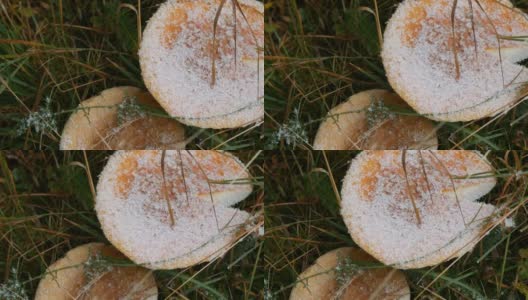巨大的蘑菇在秋天的下雨天的草地上，覆盖着第一场雪。喀尔巴阡森林的蘑菇收获高清在线视频素材下载
