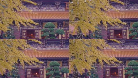 银杏树下的寺景高清在线视频素材下载