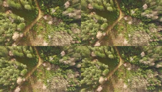 鸟瞰图:秋天巴伐利亚森林里的小路高清在线视频素材下载