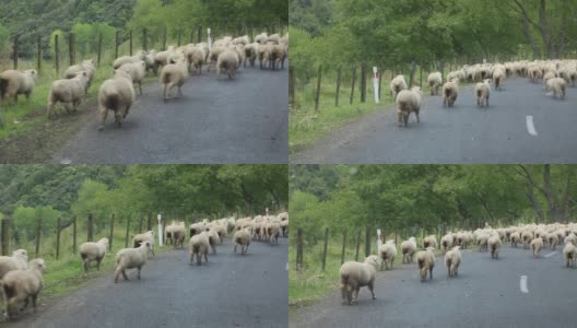 羊围捕高清在线视频素材下载