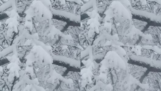 树枝上的雪高清在线视频素材下载