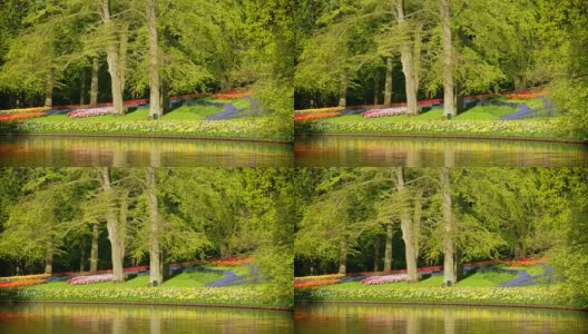 荷兰库肯霍夫花园中盛开的郁金香花坛高清在线视频素材下载