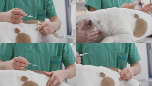 一只英国斗牛犬正在兽医办公室接种疫苗，它的主人正在拥抱它高清在线视频素材下载