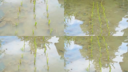 视频小稻田水坑。在水田上开始种植稻苗高清在线视频素材下载