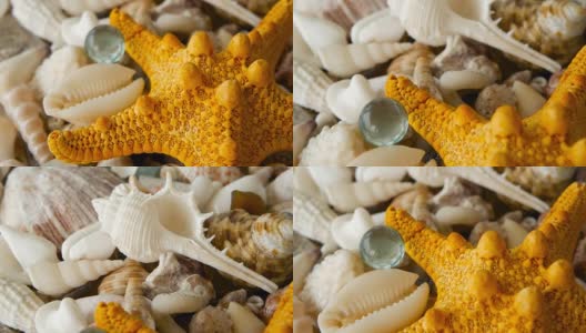 不同的混合彩色贝壳作为背景。各种珊瑚，海洋软体动物和扇贝壳。高清在线视频素材下载