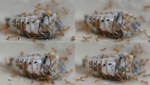 蚁群红蚂蚁肢解和吃甲虫特写高清在线视频素材下载