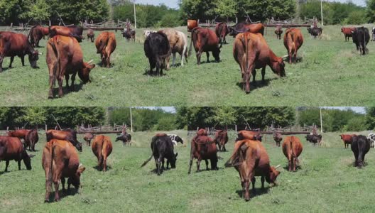 夏天，牛在村里的牧场上吃草高清在线视频素材下载