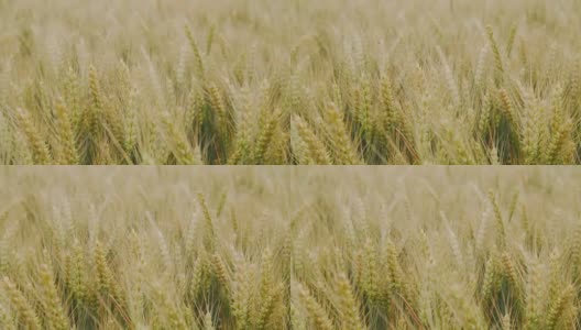 近距离观察未成熟的小麦在风中摇摆高清在线视频素材下载