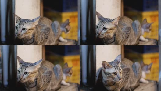 小灰流浪猫和小猫坐在街边夜市的地上高清在线视频素材下载