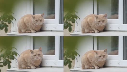 一只姜黄色的猫坐在外面的窗台上。高清在线视频素材下载