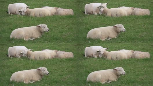 绵羊在牧场上，反刍，吃鹅肝，草原，荷兰，4K高清在线视频素材下载