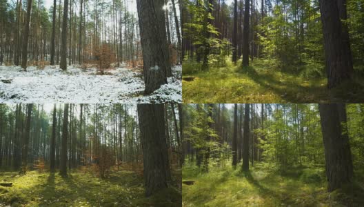 森林里的四季高清在线视频素材下载