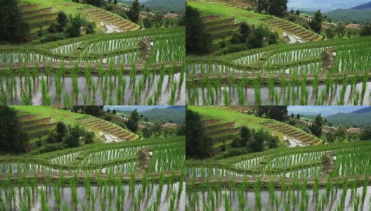 泰国清迈的班帕邦派山部落村，稻田梯田秧苗层景观，周围是大自然的水高清在线视频素材下载