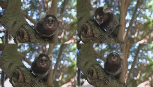 常见的绒猴高清在线视频素材下载