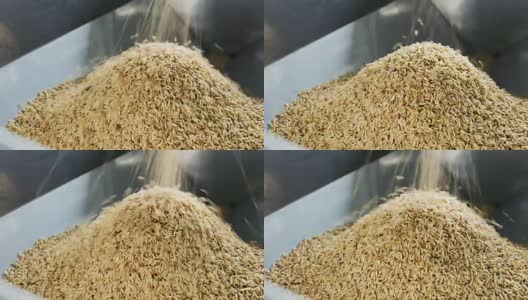 小麦谷物流高清在线视频素材下载