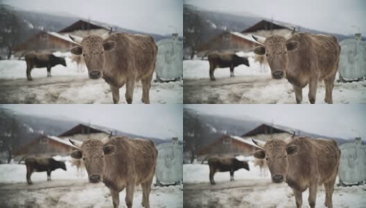 奶牛站在雪地上高清在线视频素材下载