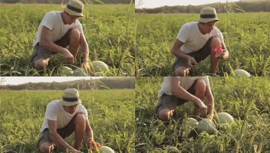 农夫在田里品尝西瓜高清在线视频素材下载