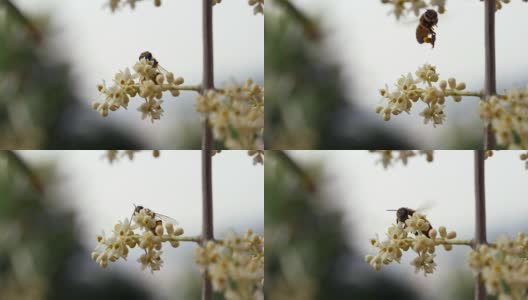 蜜蜂花飞Dof慢动作高清在线视频素材下载