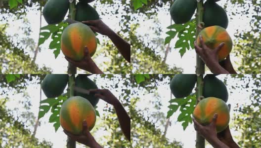 收获成熟的木瓜果实高清在线视频素材下载