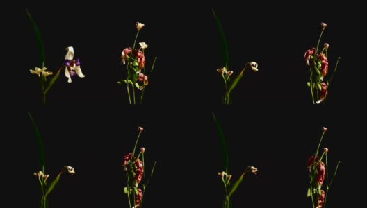 枯萎的花朵高清在线视频素材下载