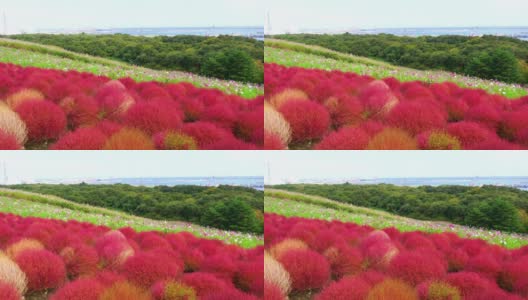 秋天，日本茨城市三原山的深红色矮树丛和宇宙花。高清在线视频素材下载