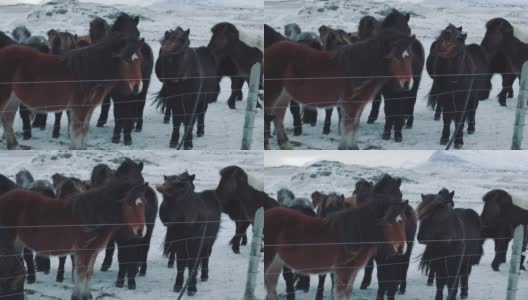 美丽毛茸茸的冰岛马。令人惊叹的冰岛马在冬季，多毛的马适应了冰岛严酷的气候高清在线视频素材下载