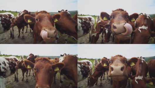 有趣的奶牛肖像与广角镜头:疯狂好玩的牛高清在线视频素材下载