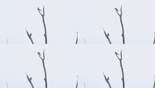 Barn swallow (Hirundo rustica)——俄罗斯Voronezh高清在线视频素材下载