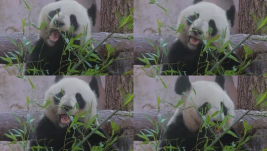 大熊猫(Ailuropoda melanoleuca)也叫熊猫熊或熊猫，是中国中南部的一种熊。高清在线视频素材下载