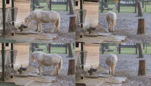 在农舍里喝酒然后离开的胖白色小马高清在线视频素材下载