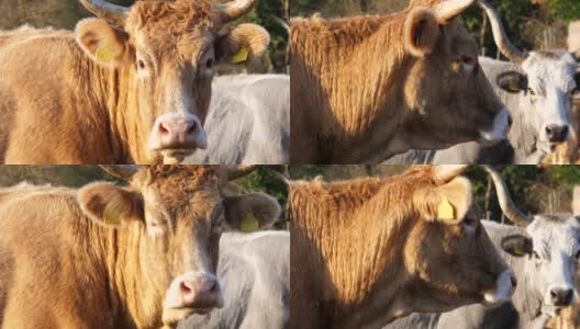 肉牛在饲料圈里吃干草。高清在线视频素材下载