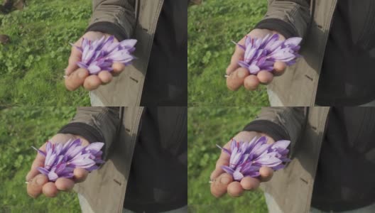 手里拿着藏红花的女人FDV高清在线视频素材下载