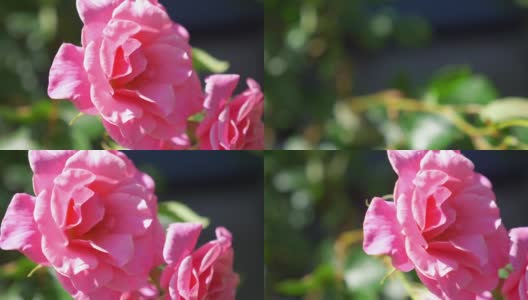 花园里的粉红玫瑰，慢镜头180帧/秒高清在线视频素材下载