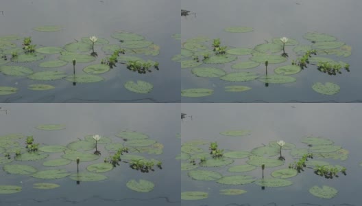 池塘中盛开的睡莲(睡莲科、睡莲、百合)。在雨季，河流和池塘里到处都是白色的睡莲。孟加拉国的国花。高清在线视频素材下载