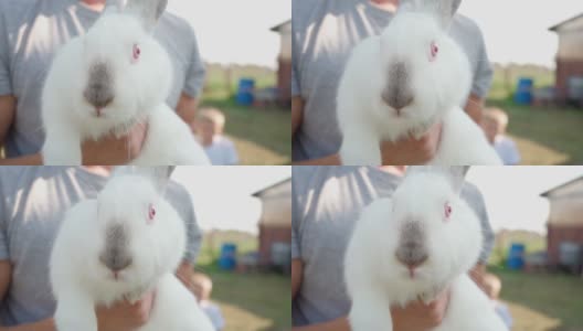 法默近距离抱着可爱的白色绒毛兔子。野兔。喜欢复活节高清在线视频素材下载