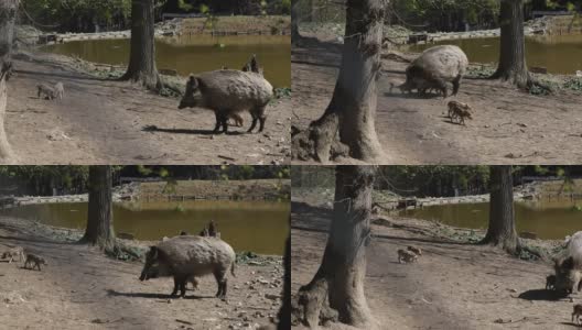 野猪- Sus Scrofa - female把小猪崽带到水里。来自野外的视频高清在线视频素材下载