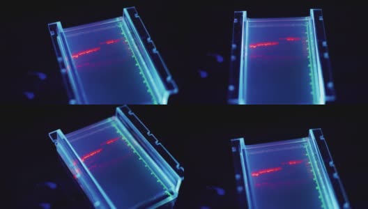 DNA遗传实验室工作人员:病毒检测测试高清在线视频素材下载