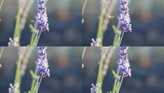 田野里盛开着芬芳的紫色薰衣草的特写。薰衣草的普罗旺斯。高清在线视频素材下载