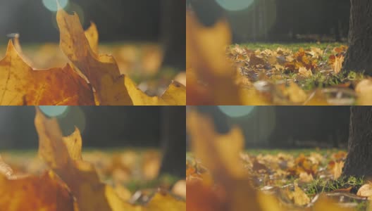 公园地面上飘落的枫叶高清在线视频素材下载